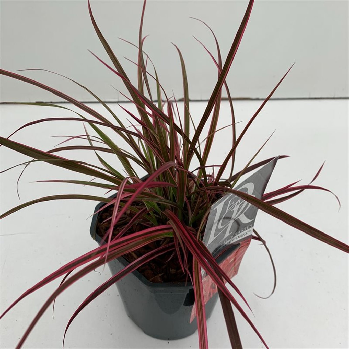 Pennisetum advena 'Fireworks' - C2